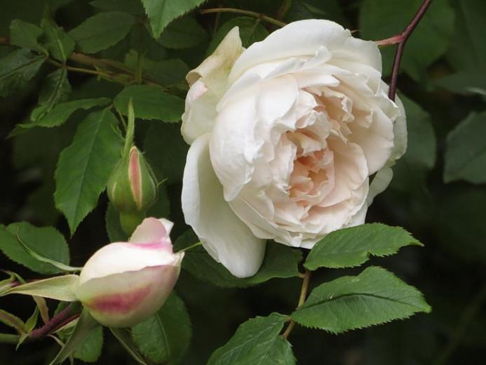 Rose 'Madame Alfred Carriere', Rosa 'Madame Alfred Carriere', Climbing Rose 'Madame Alfred Carriere',Rambler Rose 'Madame Alfred Carriere', Climbing Roses, White roses, Rose bushes, Garden Roses